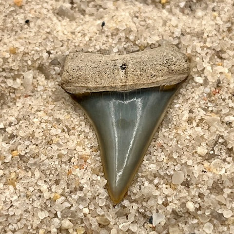 Pristine 1.14” Hastalis Tooth From Central Florida