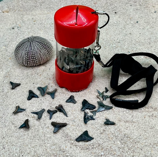 Shark Tooth Beach Collectors - Assorted Colors