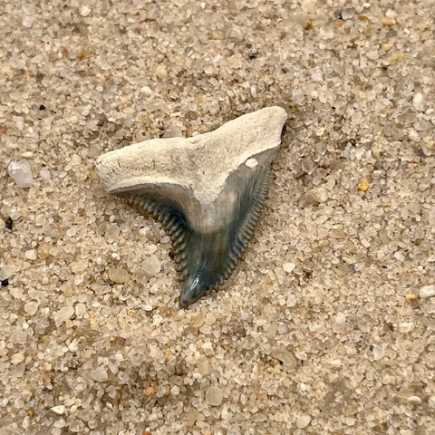 1.18” Hemipristis Tooth From Central Florida