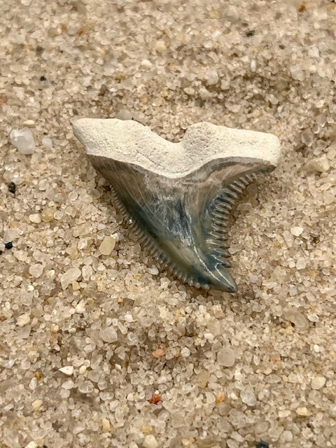 1.18” Hemipristis Tooth From Central Florida