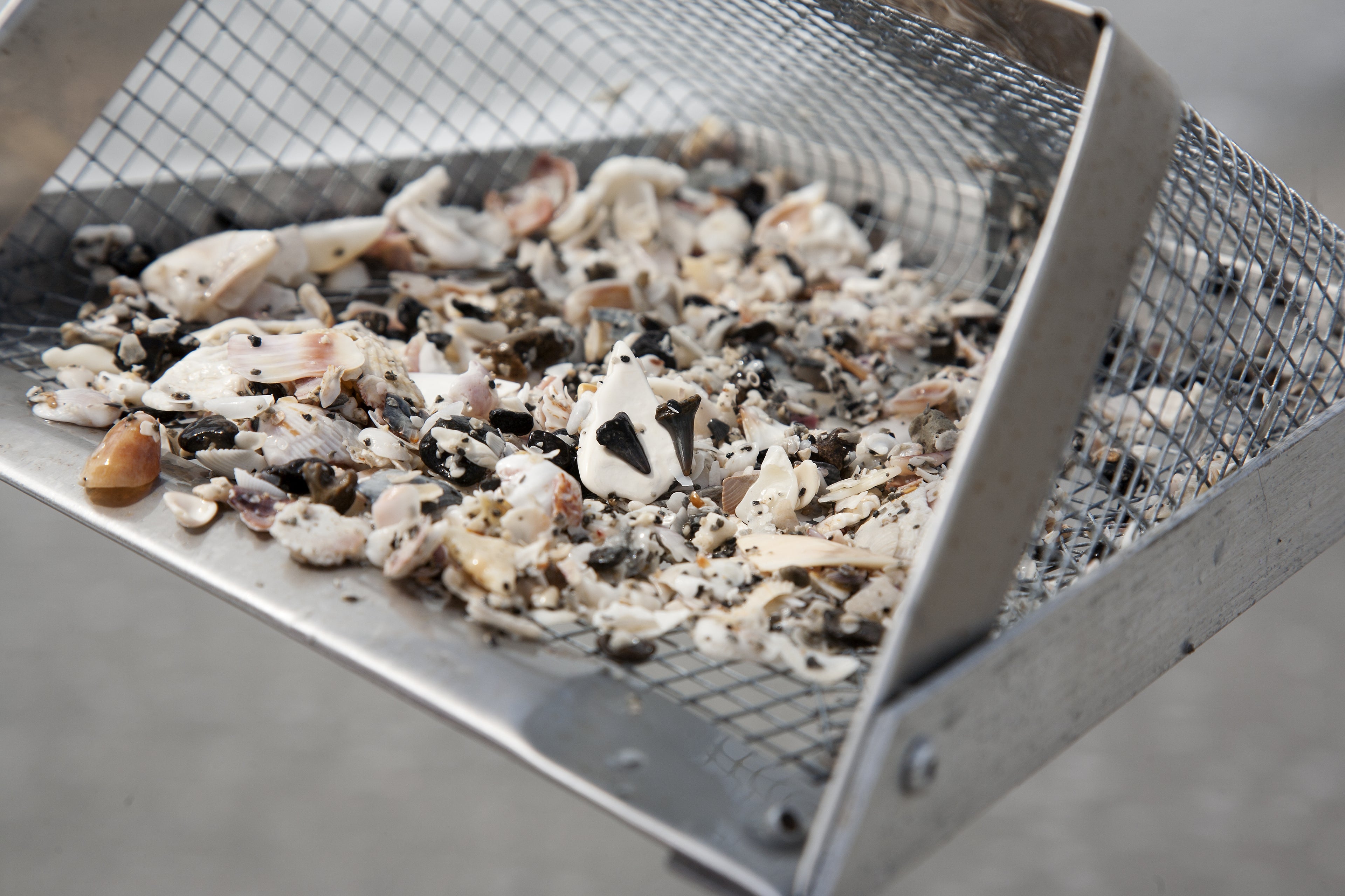 Venice, FL Sand-Sifting Tools for Shark Teeth Hunting